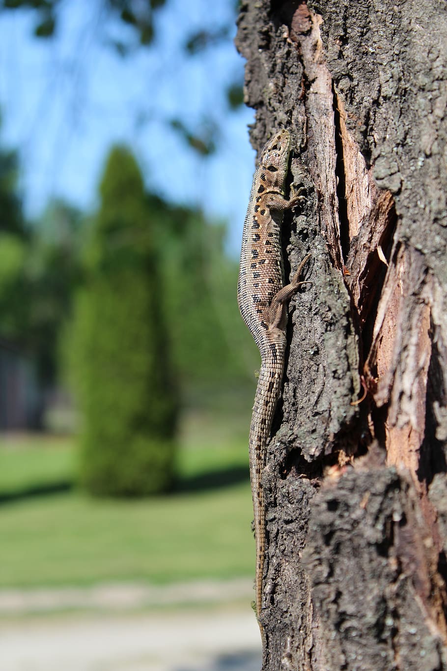 the lizard, tree, sand lizard, observation, animals, nature HD wallpaper