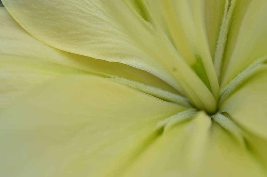 lily, flower, core, backgrounds, full frame, freshness, beauty in nature HD wallpaper