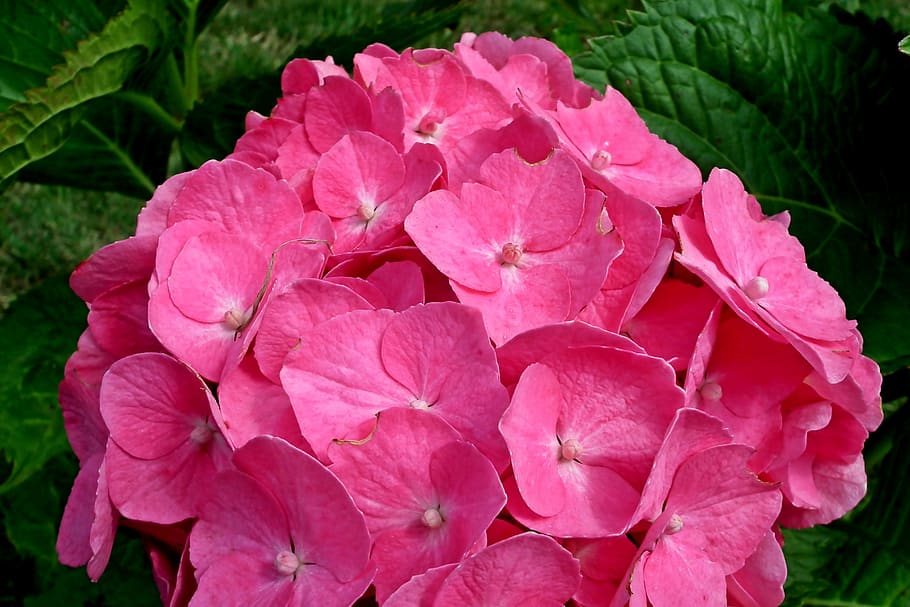 hydrangea, flower, summer, garden, beautiful, pink, nature HD wallpaper