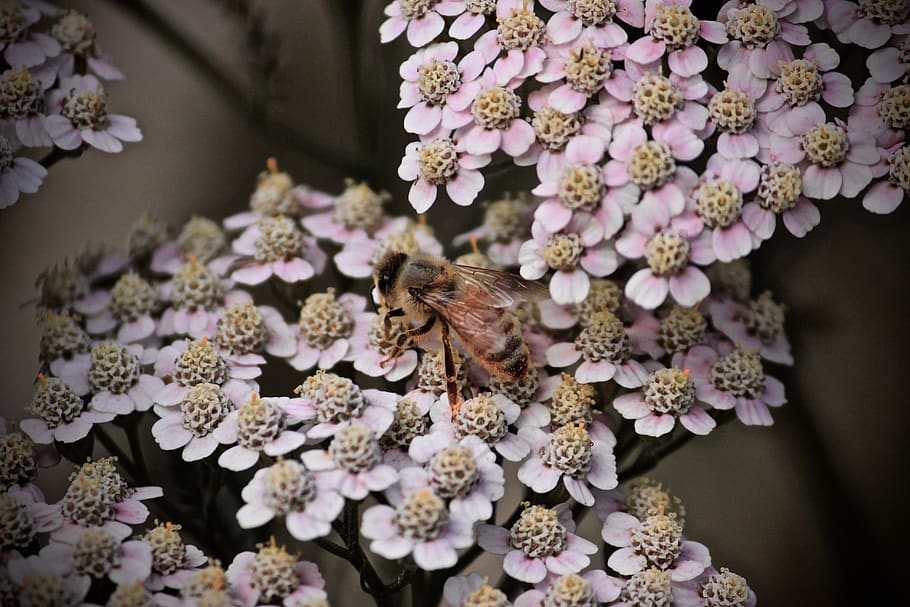 flower, flowering plant, one animal, animal themes, beauty in nature HD wallpaper