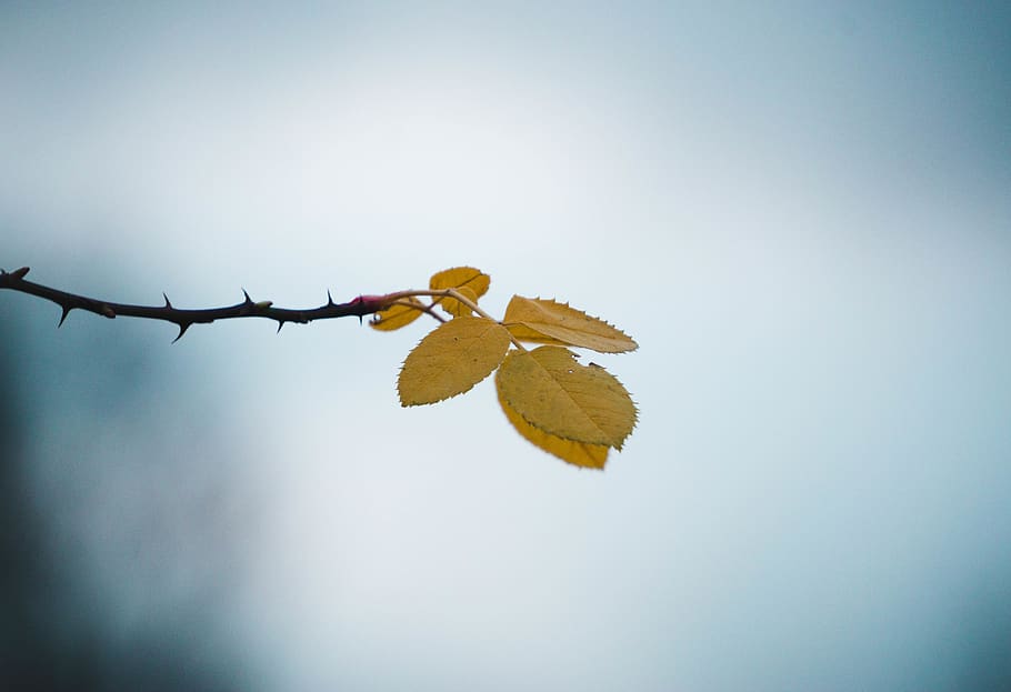 selective focus photography of leafed tree, nature, close-up HD wallpaper