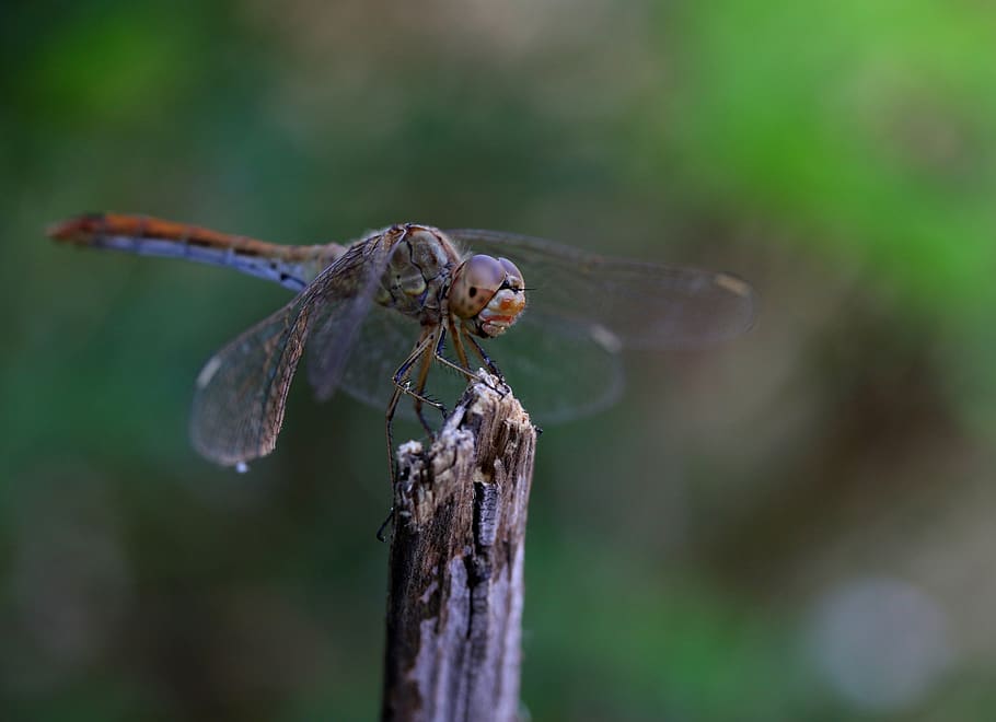 dragonfly, insecta, wings, summer, nature, transparent, invertebrate HD wallpaper
