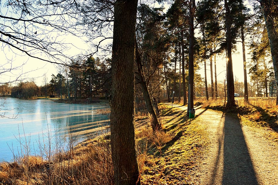 sweden, tree, trees, forest, sunlight, lake, winter, outdoor HD wallpaper