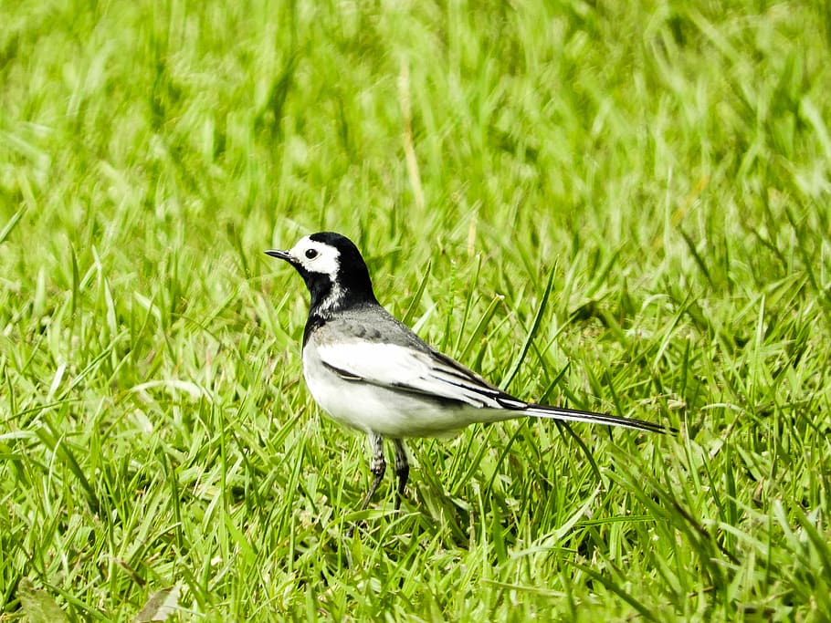 nature, bird, spring, black and white, bergeronnette grise HD wallpaper