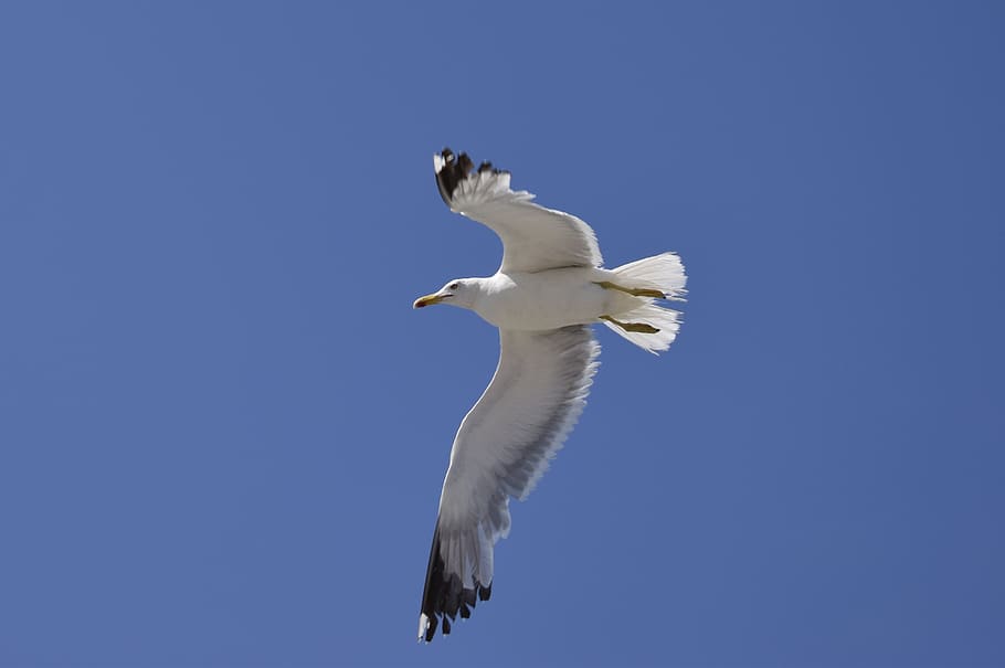 seagull, blue, feather, dom, flying, bird, wing, nature, sky, HD wallpaper