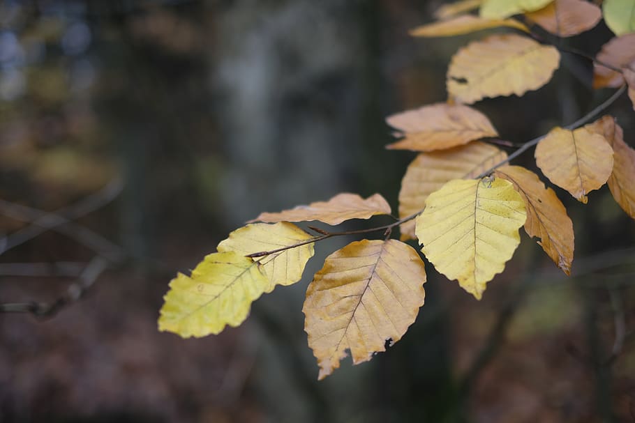 tree, forest, leafs, nature, plant part, autumn, change, leaves HD wallpaper