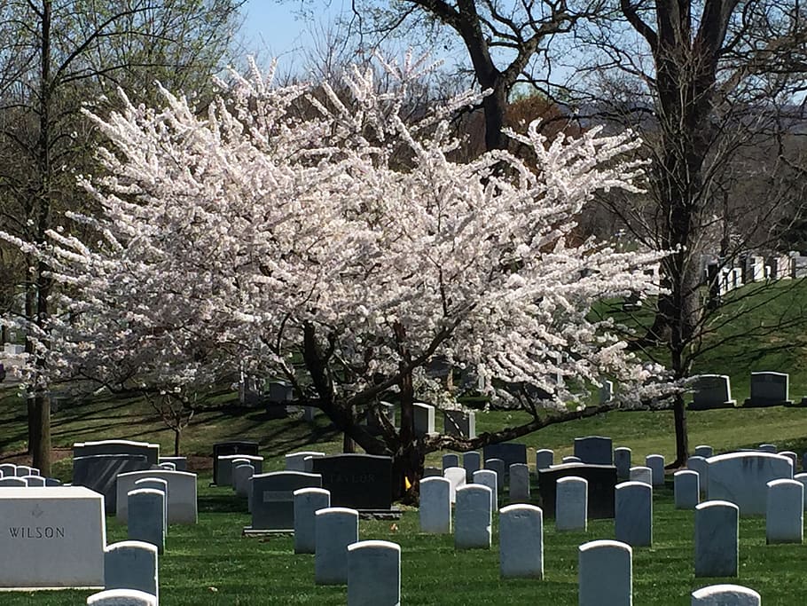 cemetery, tree, nature, landscape, graves, death, plant, growth HD wallpaper