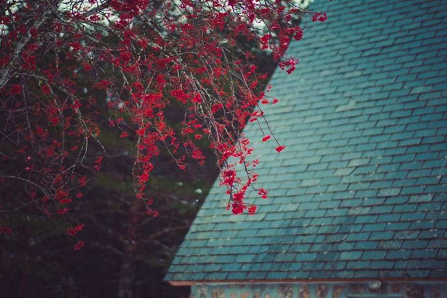 berries, tree, snow, house, outdoors, winter, red, blue, bokeh HD wallpaper