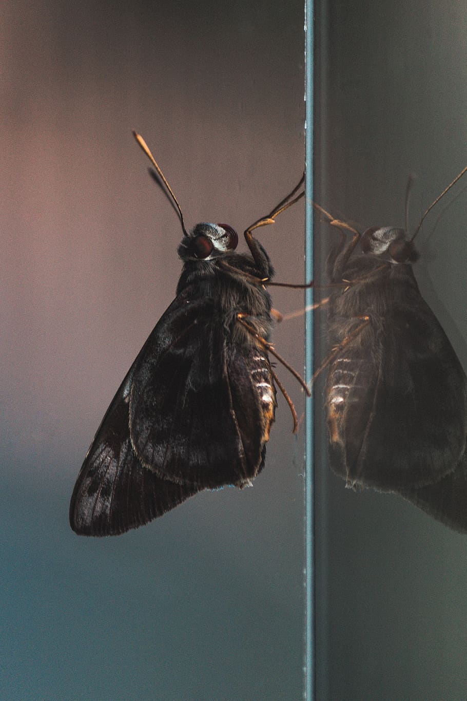 moth, natura, nature, macro, reflection, windows, light, animals HD wallpaper