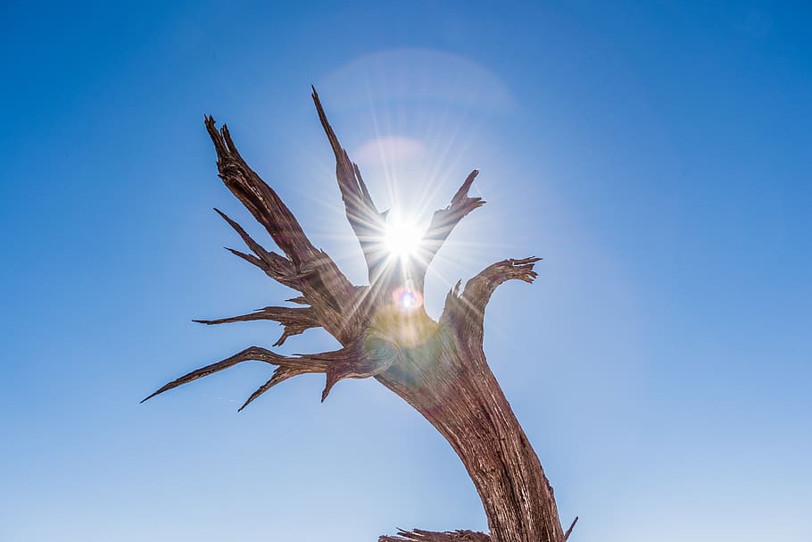 bare tree, sky, low angle view, sunlight, sunbeam, nature, blue HD wallpaper