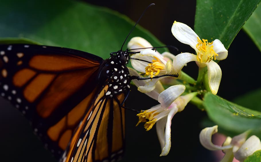 monarch, wing, food, nectar, flying, slightly, tropical, beautiful HD wallpaper