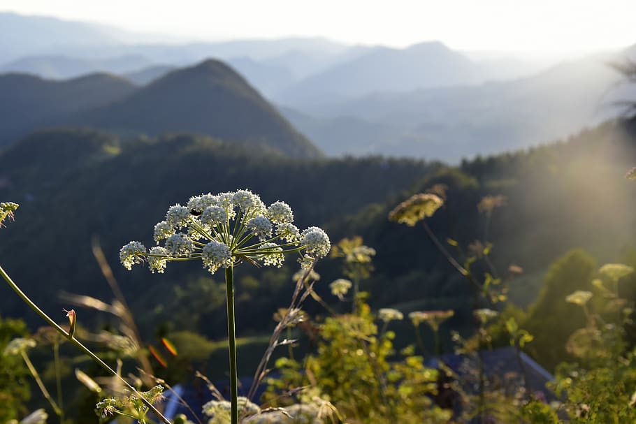 rose, plant, beauty in nature, growth, mountain, flower, flowering plant HD wallpaper