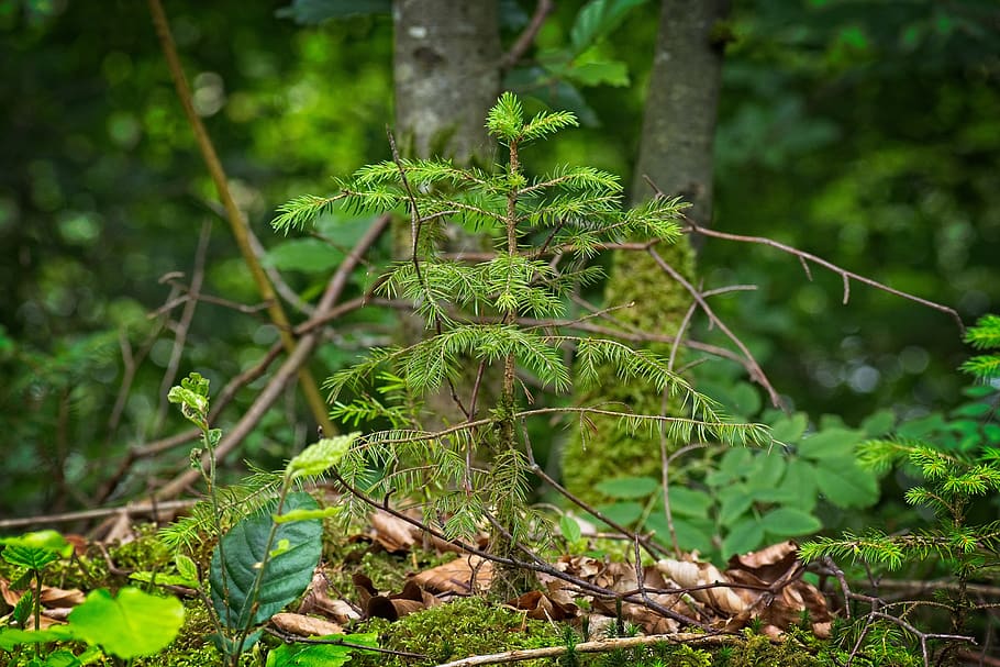 plant, tree, young, spruce, growth, offspring, nature, green HD wallpaper