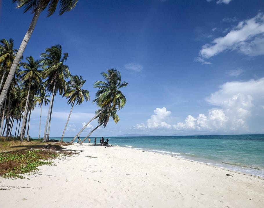 coconut trees on seashore, water, beach, land, tropical climate HD wallpaper