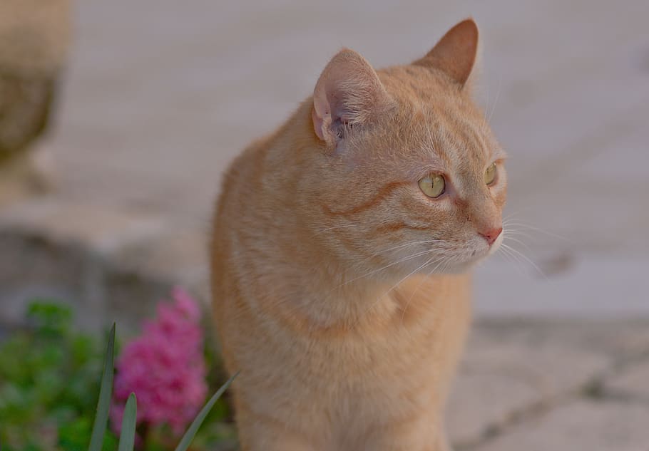 cat, animals, roux, portrait, eyes, mammal, animal themes, one animal HD wallpaper