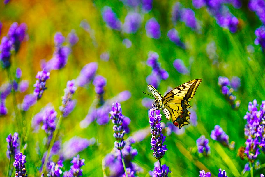 Selective Focus Photography of Tiger Swallowtail Butterfly Perched on Lavender Flower HD wallpaper