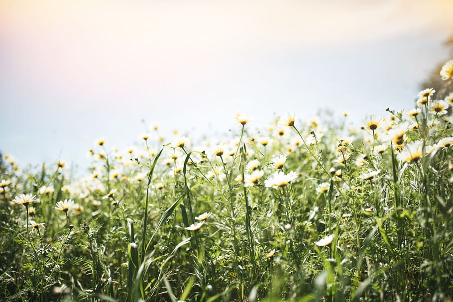 assorted-color petaled-flower field, plant, growth, selective focus HD wallpaper