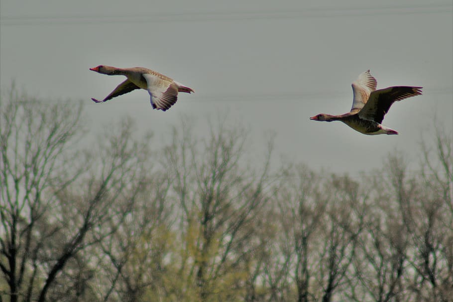 torque, spring, hiking, nature, rest, silence, flying, animals in the wild HD wallpaper