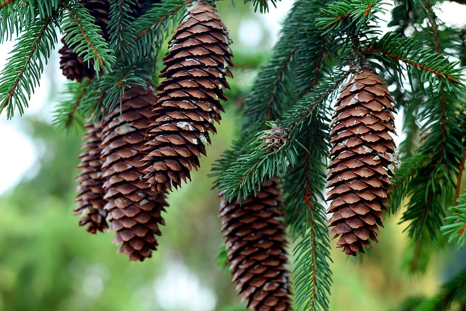 cones, needle rollers, christmas tree, forest, needles, sprig HD wallpaper