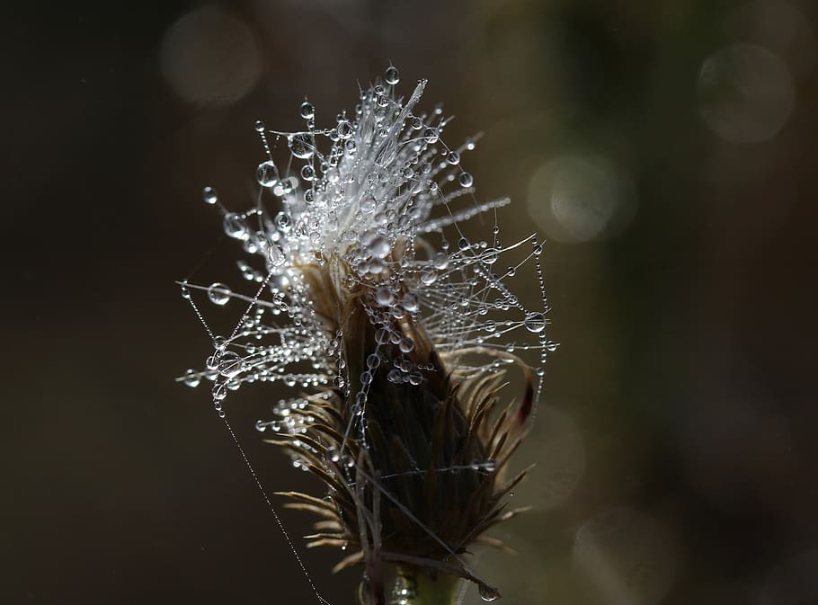 The plant wet. Цветы за мокрым стеклом. Одуванчик с каплями росы. Wet Plants.