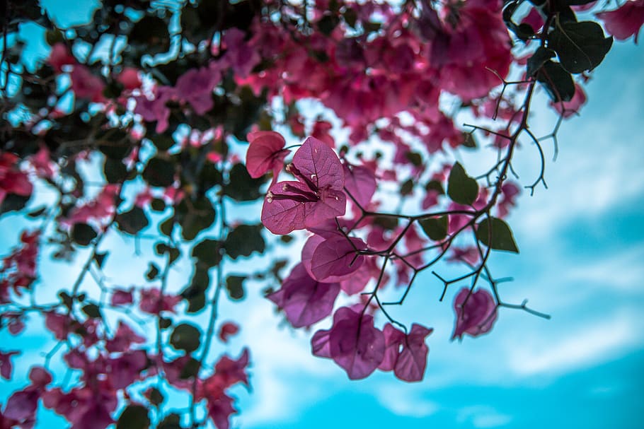 plant, beauty in nature, freshness, flower, pink color, flowering plant HD wallpaper