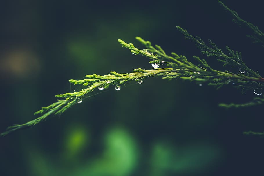 Green Fir Branch With Water Dew, close-up, conifer, droplets HD wallpaper