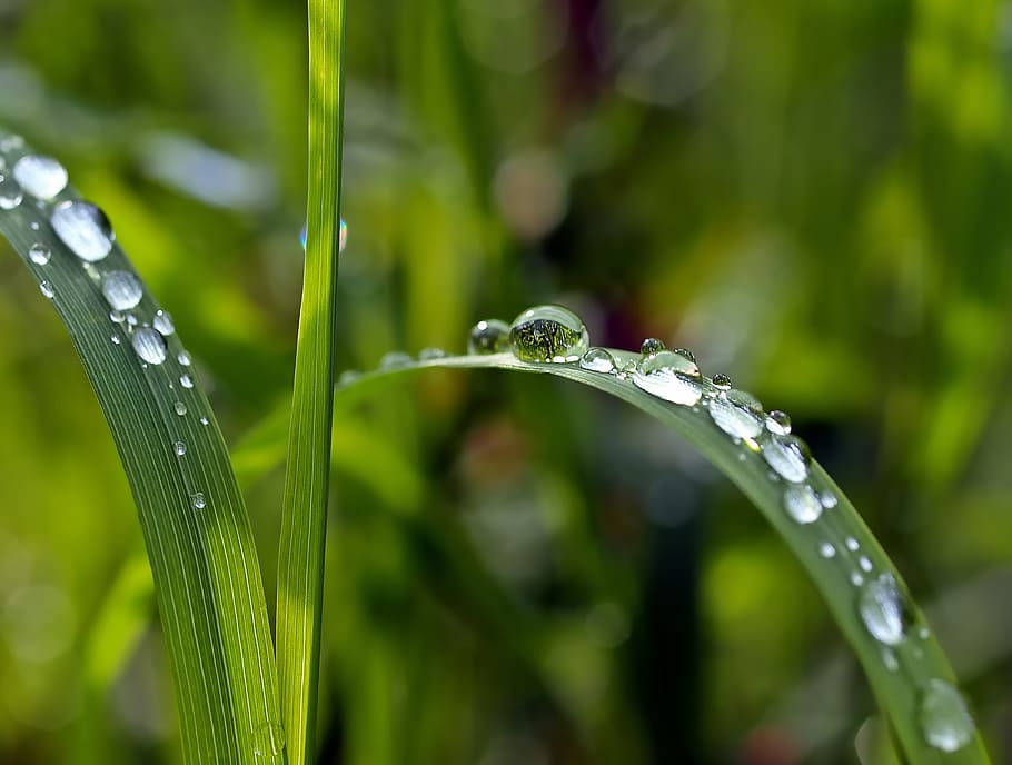 water, drops, drips, droplets, plant, green, nature, wet, growth HD wallpaper
