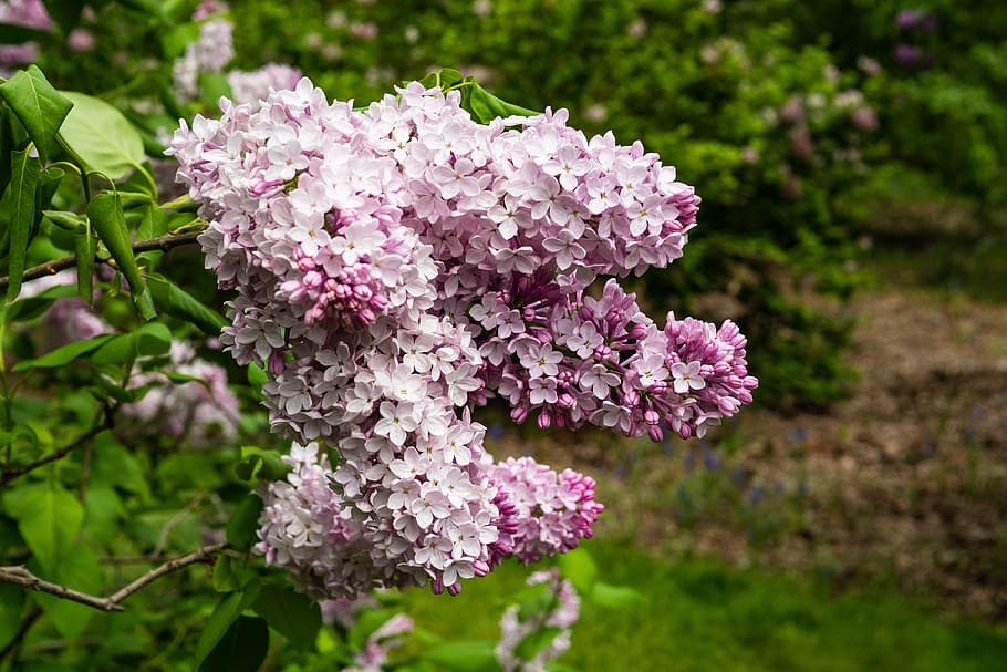 lilac, flower, blossom, spring, garden, flowering plant, fragility HD wallpaper