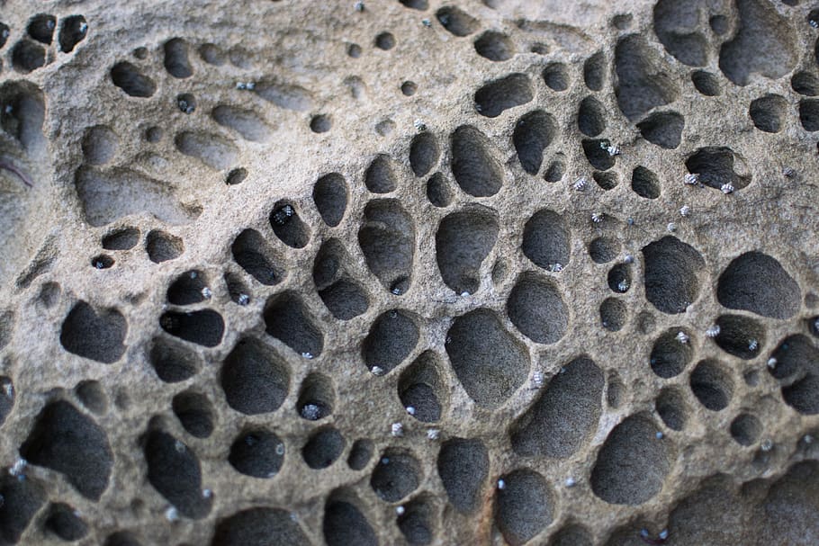 australia, pattern, gray, stone, mussels, beach, holes, close-up HD wallpaper