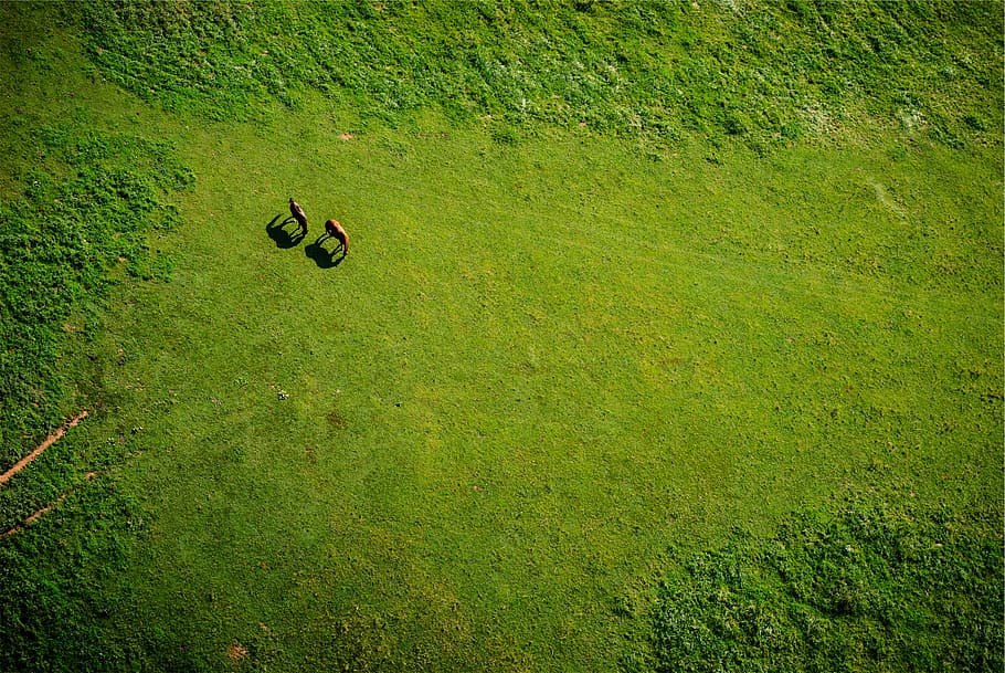 green, grass, horses, animals, aerial, green color, plant, high angle view HD wallpaper