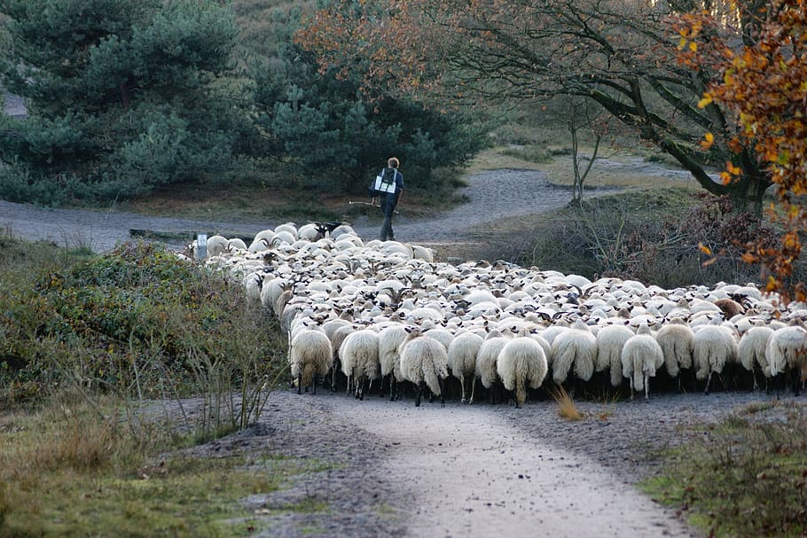 shepherd, sheep, animals, meadow, wool, cattle, lamb, countryside, HD wallpaper