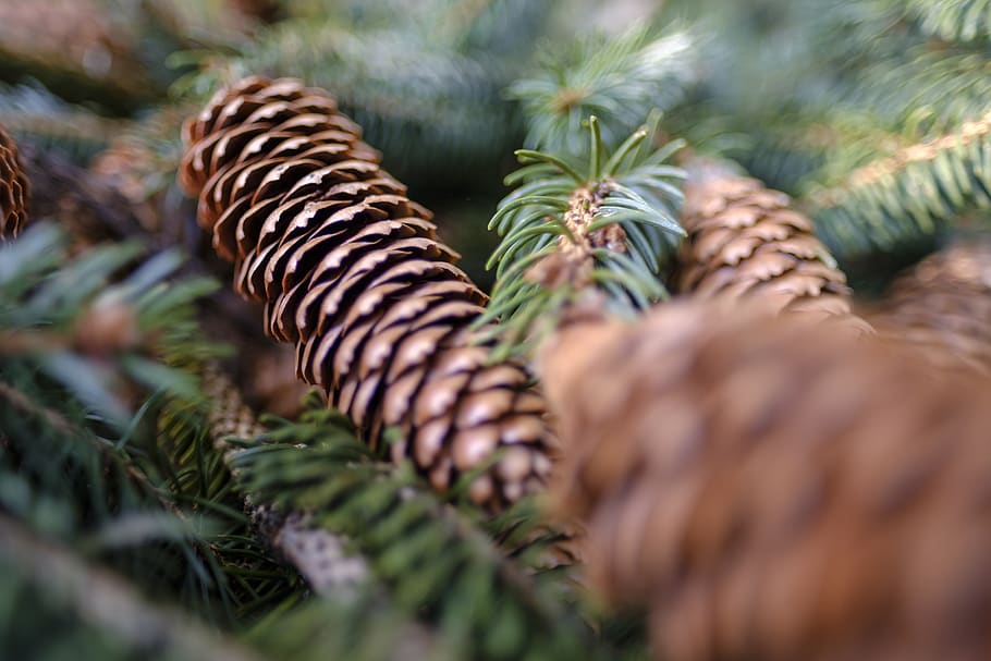 conifer, fir tree, spruce, pine cones, green, needles, tap HD wallpaper