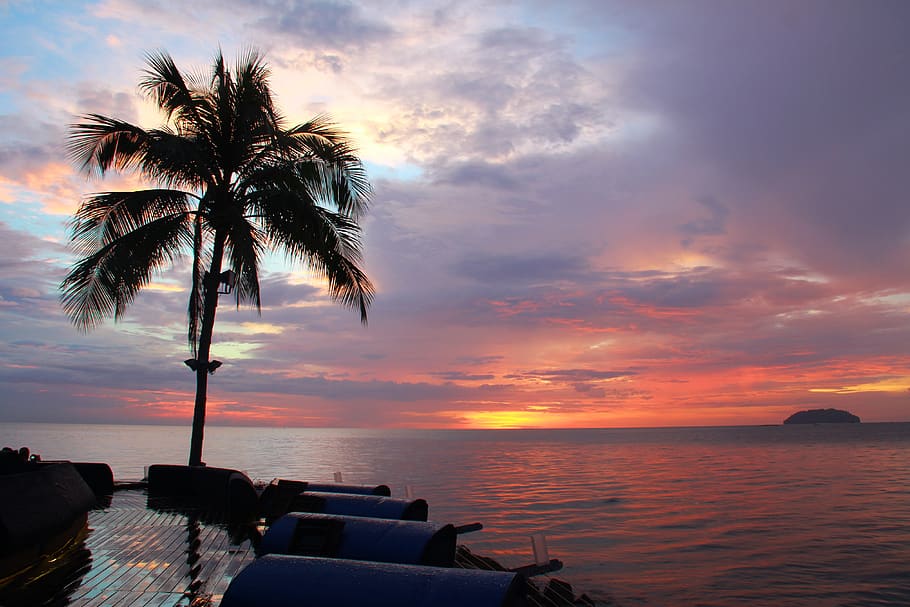 Silhouette Photography of Coconut Palm Tree, beach, calm, coconut tree HD wallpaper