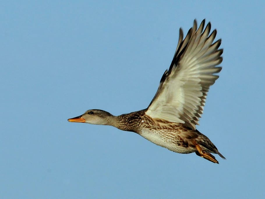 flying, gadwall, bird, animal, wild, nature, animal wildlife HD wallpaper