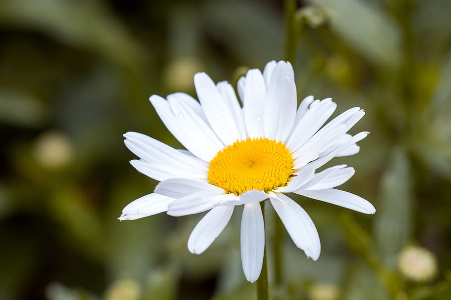 White and Yellow Flower in Macro Shot Photography, bloom, blossom HD wallpaper
