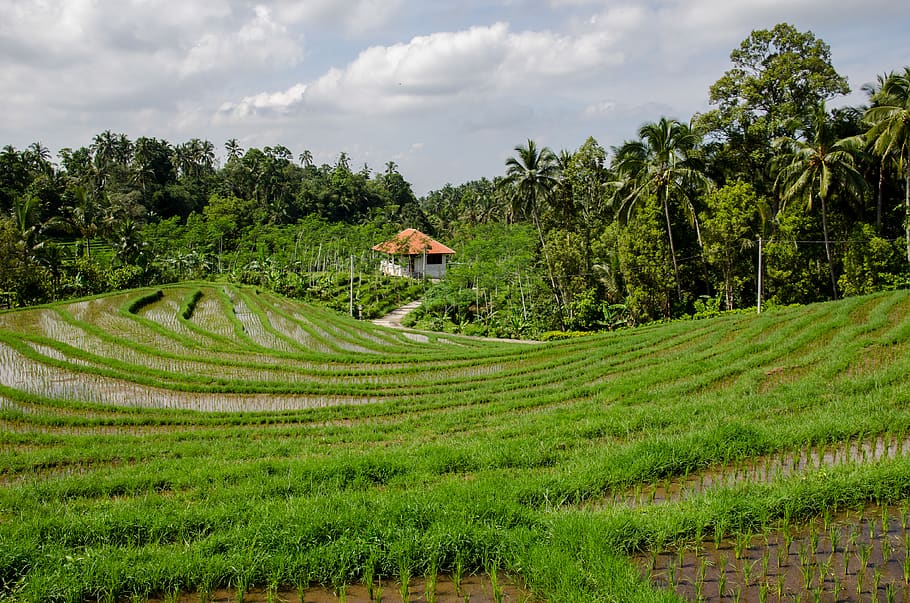 paddy field, rice, green, trees, tropical, agriculture, nature HD wallpaper