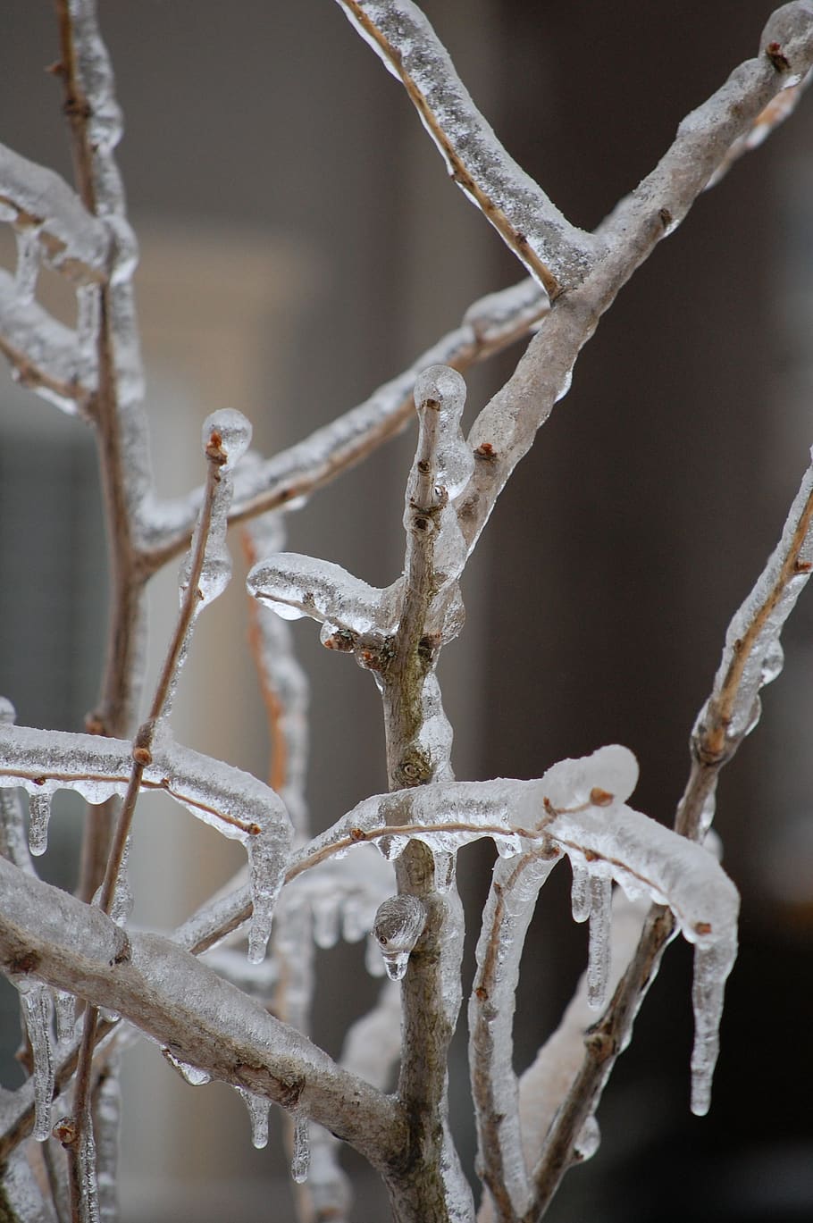 HD wallpaper: branches, ice, winter, cold, tree, weather, frozen, icy