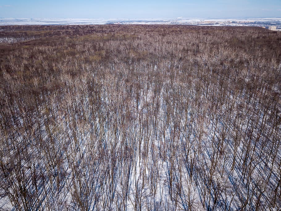 winter, forest, perspective, city, plant, no people, land, nature HD wallpaper
