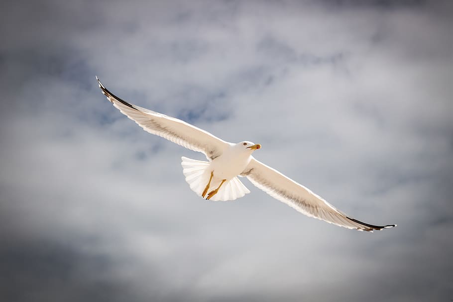 seagull, flying, dark, sky, flight, animal, bird, wing, wildlife HD wallpaper