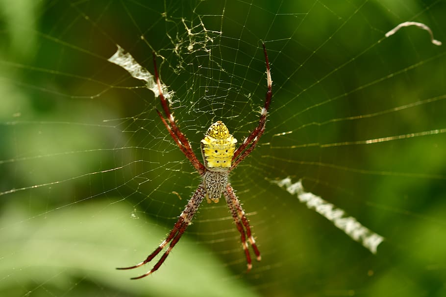 spider, arachnid, web, legs, arachnophobia, creepy, animal HD wallpaper