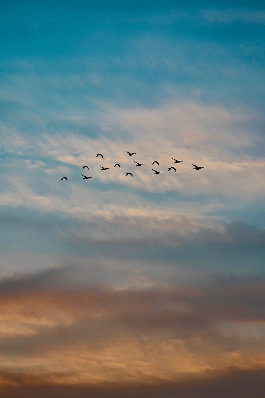 Photo of a Flock of Flying Birds, evening, evening sky, flock of birds