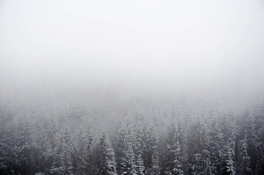 austria, fog, plant, tranquility, land, beauty in nature, winter HD wallpaper