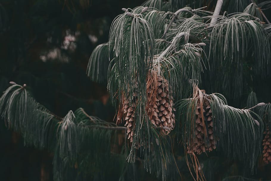 tree, cones, nature, green, plants, forest, jungle, close-up HD wallpaper