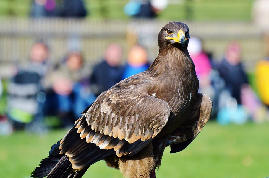 adler, bird of prey, raptor, bill, coat of arms of bird, heraldic animal, HD wallpaper