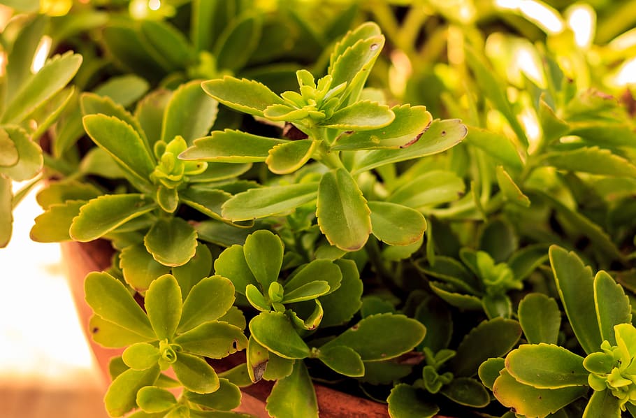 plant, green color, growth, leaf, plant part, close-up, beauty in nature HD wallpaper