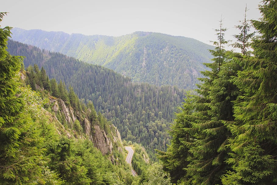 nature, romania, trees, forest, mountain, mountains, europe HD wallpaper