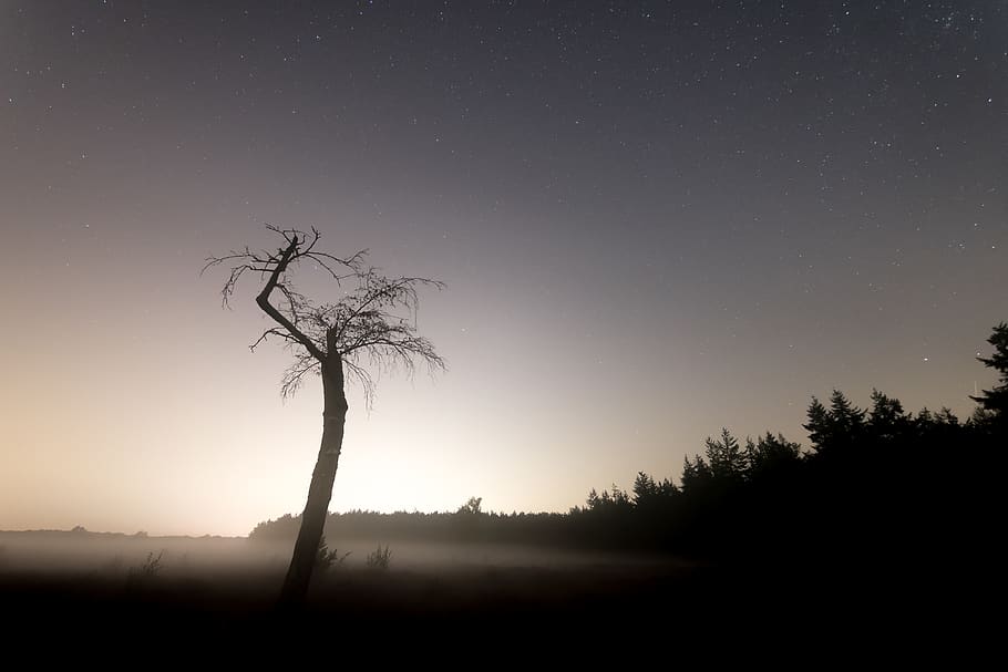 silhouette of bare tree, sky, plant, beauty in nature, tranquil scene HD wallpaper