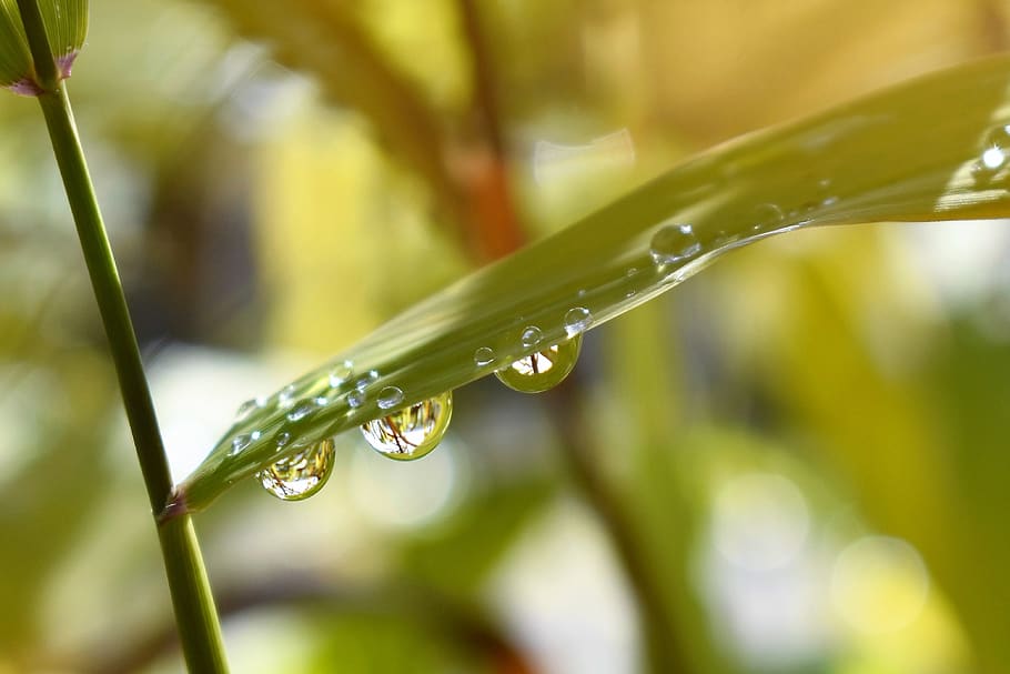 Close Up Photography of Water Dew on Green Leafed Plant, blur HD wallpaper