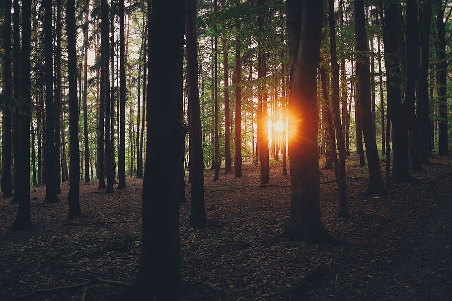 germany, weida, forest, sun, sunset, tree, 2017, warm, thuringia HD wallpaper