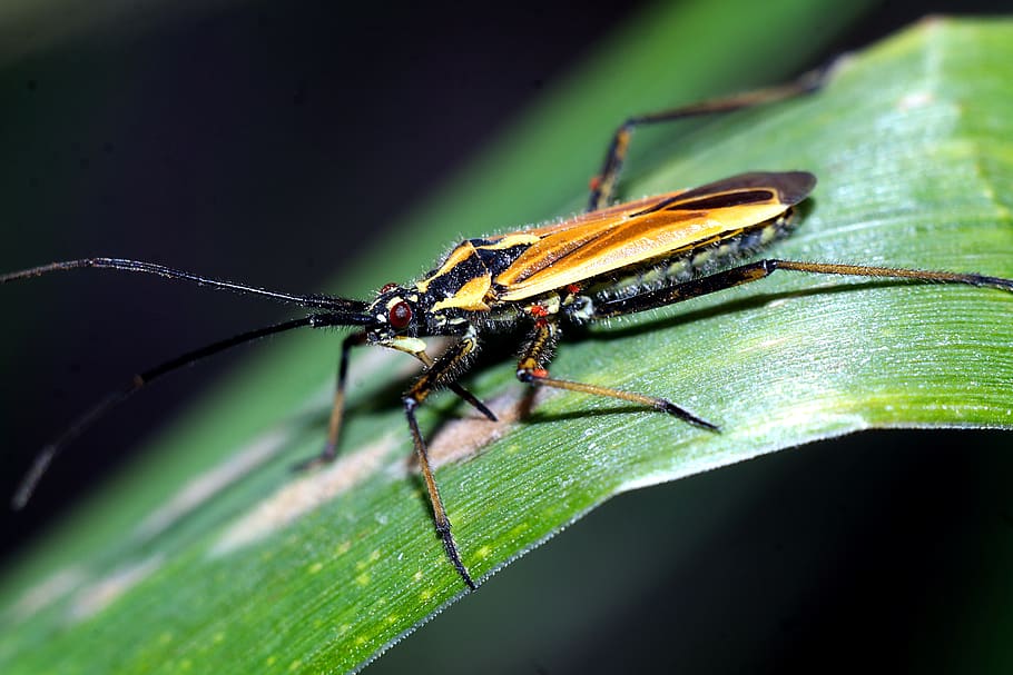 insect, macro, nature, a small insect, invertebrate, animal HD wallpaper